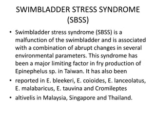SWIMBLADDER STRESS SYNDROME
(SBSS)
• Swimbladder stress syndrome (SBSS) is a
malfunction of the swimbladder and is associated
with a combination of abrupt changes in several
environmental parameters. This syndrome has
been a major limiting factor in fry production of
Epinephelus sp. in Taiwan. It has also been
• reported in E. bleekeri, E. coioides, E. lanceolatus,
E. malabaricus, E. tauvina and Cromileptes
• altivelis in Malaysia, Singapore and Thailand.
 