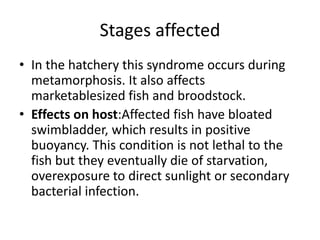 Stages affected
• In the hatchery this syndrome occurs during
metamorphosis. It also affects
marketablesized fish and broodstock.
• Effects on host:Affected fish have bloated
swimbladder, which results in positive
buoyancy. This condition is not lethal to the
fish but they eventually die of starvation,
overexposure to direct sunlight or secondary
bacterial infection.
 