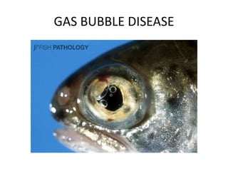 GAS BUBBLE DISEASE
 