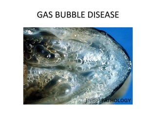 GAS BUBBLE DISEASE
 