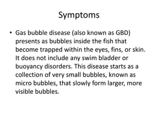 Symptoms
• Gas bubble disease (also known as GBD)
presents as bubbles inside the fish that
become trapped within the eyes, fins, or skin.
It does not include any swim bladder or
buoyancy disorders. This disease starts as a
collection of very small bubbles, known as
micro bubbles, that slowly form larger, more
visible bubbles.
 
