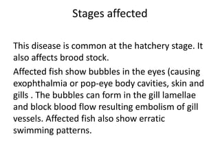 Stages affected
This disease is common at the hatchery stage. It
also affects brood stock.
Affected fish show bubbles in the eyes (causing
exophthalmia or pop-eye body cavities, skin and
gills . The bubbles can form in the gill lamellae
and block blood flow resulting embolism of gill
vessels. Affected fish also show erratic
swimming patterns.
 