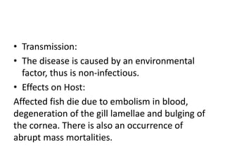 • Transmission:
• The disease is caused by an environmental
factor, thus is non-infectious.
• Effects on Host:
Affected fish die due to embolism in blood,
degeneration of the gill lamellae and bulging of
the cornea. There is also an occurrence of
abrupt mass mortalities.
 