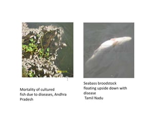 :
Mortality of cultured
fish due to diseases, Andhra
Pradesh
Seabass broodstock
floating upside down with
disease
Tamil Nadu
 