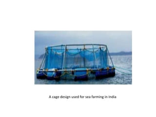 A cage design used for sea farming in India
 