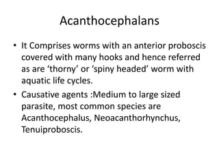 Acanthocephalans
• It Comprises worms with an anterior proboscis
covered with many hooks and hence referred
as are ‘thorny’ or ‘spiny headed’ worm with
aquatic life cycles.
• Causative agents :Medium to large sized
parasite, most common species are
Acanthocephalus, Neoacanthorhynchus,
Tenuiproboscis.
 