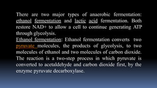 Comprehensive Overview of Fermentation Processes and Blood Products in ...