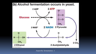 Comprehensive Overview of Fermentation Processes and Blood Products in ...