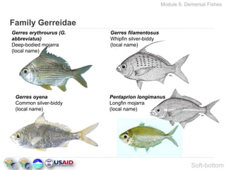 Module 06 - Common demersal fish species-rev.ppt