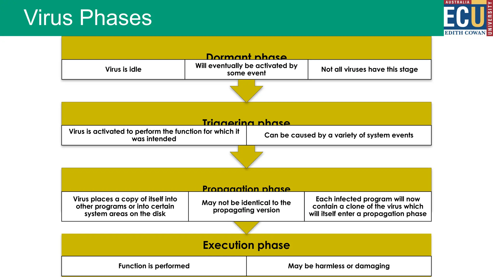 Virus Phases
Execution phase
Function is performed May be harmless or damaging
Propagation phase
Virus places a copy of itself into
other programs or into certain
system areas on the disk
May not be identical to the
propagating version
Each infected program will now
contain a clone of the virus which
will itself enter a propagation phase
Triggering phase
Virus is activated to perform the function for which it
was intended
Can be caused by a variety of system events
Dormant phase
Virus is idle
Will eventually be activated by
some event
Not all viruses have this stage
 