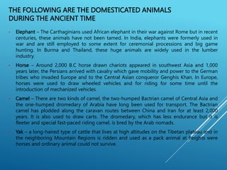 THE FOLLOWING ARE THE DOMESTICATED ANIMALS
DURING THE ANCIENT TIME
• Elephant – The Carthaginians used African elephant in their war against Rome but in recent
centuries, these animals have not been tamed. In India, elephants were formerly used in
war and are still employed to some extent for ceremonial processions and big game
hunting. In Burma and Thailand, these huge animals are widely used in the lumber
industry.
• Horse – Around 2,000 B.C horse drawn chariots appeared in southwest Asia and 1,000
years later, the Persians arrived with cavalry which gave mobility and power to the German
tribes who invaded Europe and to the Central Asian conqueror Genghis Khan. In Europe,
horses were used to draw wheeled vehicles and for riding for some time until the
introduction of mechanized vehicles.
• Camel – There are two kinds of camel, the two-humped Bactrian camel of Central Asia and
the one-humped dromedary of Arabia have long been used for transport. The Bactrian
camel has plodded along the caravan routes between China and Iran for at least 2,000
years. It is also used to draw carts. The dromedary, which has less endurance but it is
fleeter and special fast-paced riding camel, is bred by the Arab nomads.
• Yak – a long-haired type of cattle that lives at high altitudes on the Tibetan plateau and in
the neighboring Mountain Regions is ridden and used as a pack animal at heights were
horses and ordinary animal could not survive.
 