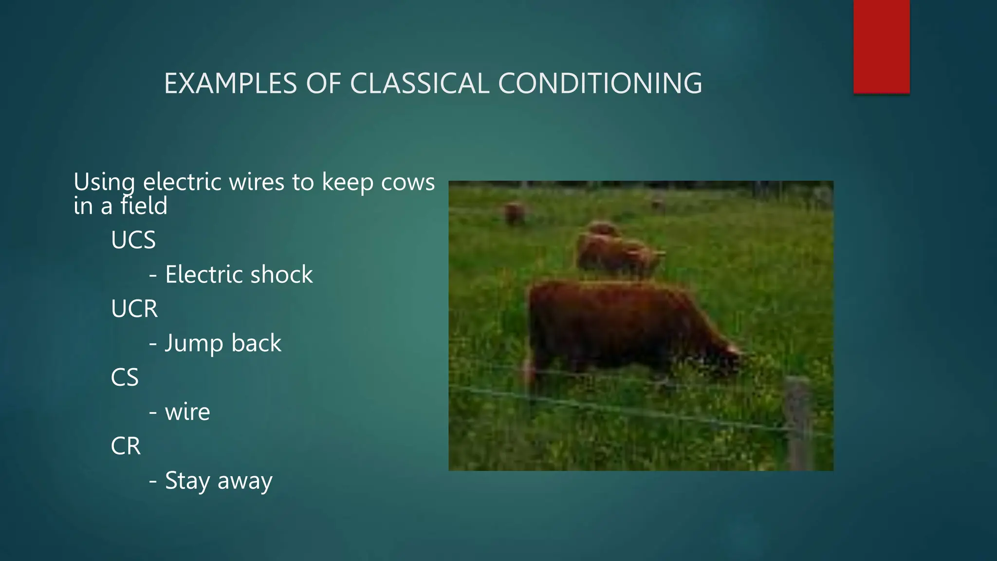 EXAMPLES OF CLASSICAL CONDITIONING
Using electric wires to keep cows
in a field
UCS
- Electric shock
UCR
- Jump back
CS
- wire
CR
- Stay away
 