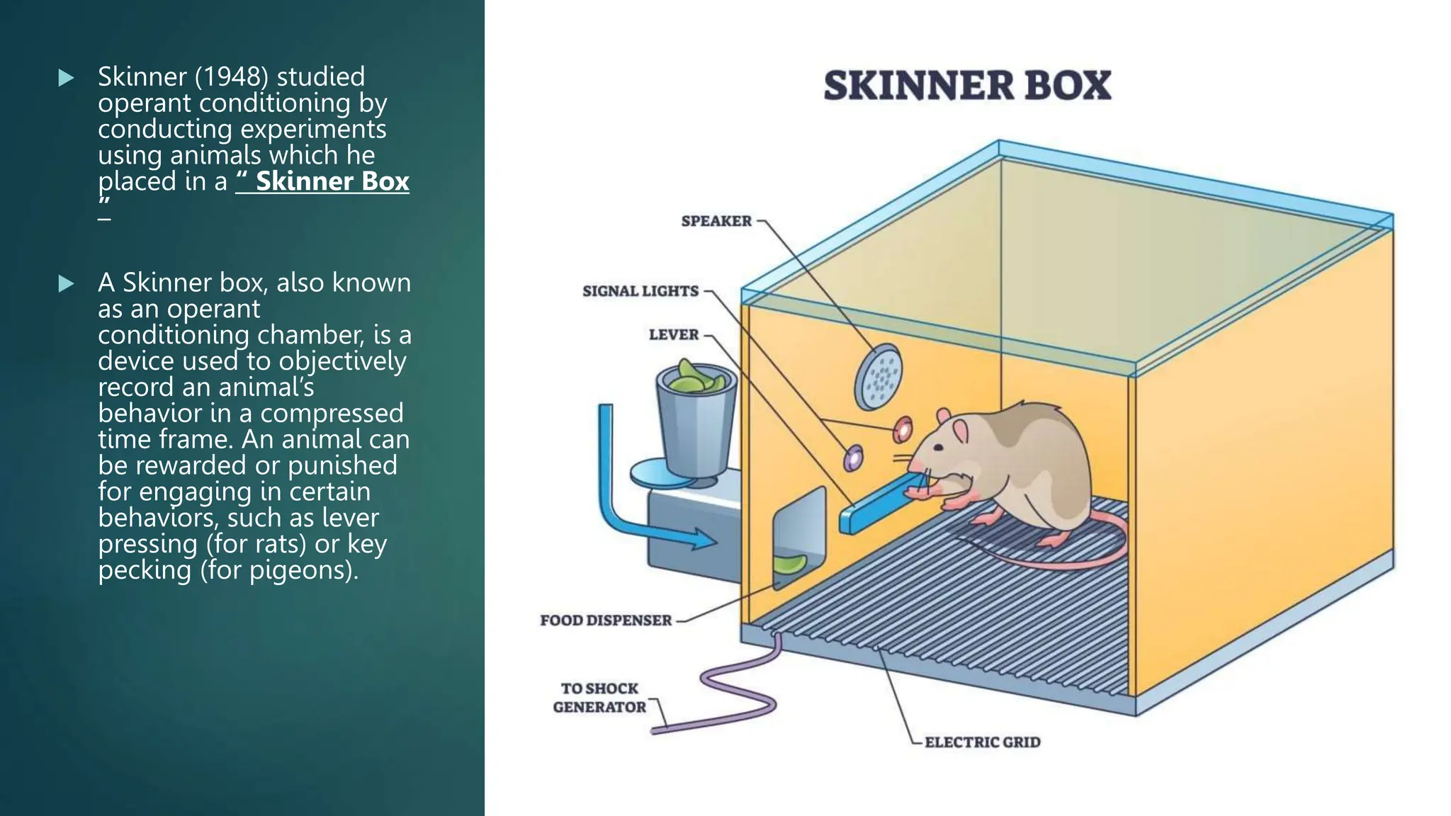  Skinner (1948) studied
operant conditioning by
conducting experiments
using animals which he
placed in a “ Skinner Box
”
 A Skinner box, also known
as an operant
conditioning chamber, is a
device used to objectively
record an animal’s
behavior in a compressed
time frame. An animal can
be rewarded or punished
for engaging in certain
behaviors, such as lever
pressing (for rats) or key
pecking (for pigeons).
 