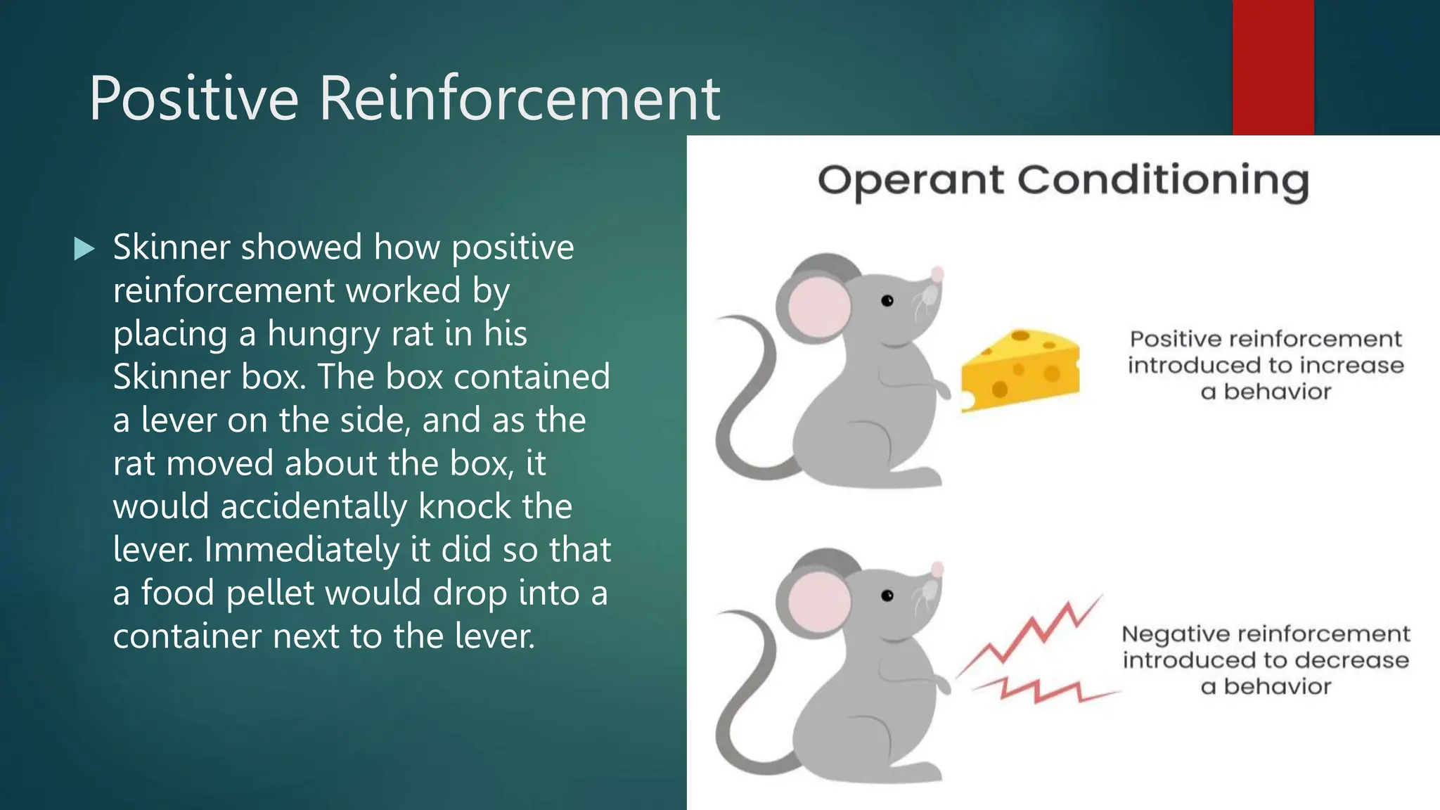 Positive Reinforcement
 Skinner showed how positive
reinforcement worked by
placing a hungry rat in his
Skinner box. The box contained
a lever on the side, and as the
rat moved about the box, it
would accidentally knock the
lever. Immediately it did so that
a food pellet would drop into a
container next to the lever.
 