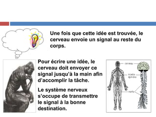 Une fois que cette idée est trouvée, le
cerveau envoie un signal au reste du
corps.
Pour écrire une idée, le
cerveau doit envoyer ce
signal jusqu’à la main afin
d’accomplir la tâche.
Le système nerveux
s’occupe de transmettre
le signal à la bonne
destination.
 