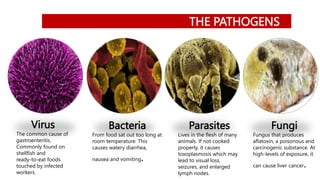 THE PATHOGENS
Fungi
Fungus that produces
aflatoxin, a poisonous and
carcinogenic substance. At
high-levels of exposure, it
can cause liver cancer.
Parasites
Lives in the flesh of many
animals. If not cooked
properly, it causes
toxoplasmosis which may
lead to visual loss,
seizures, and enlarged
lymph nodes.
Bacteria
From food sat out too long at
room temperature. This
causes watery diarrhea,
nausea and vomiting.
Virus
The common cause of
gastroenteritis.
Commonly found on
shellfish and
ready-to-eat foods
touched by infected
workers.
 