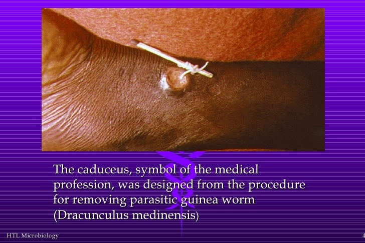 Module 1 introduction to microbiology