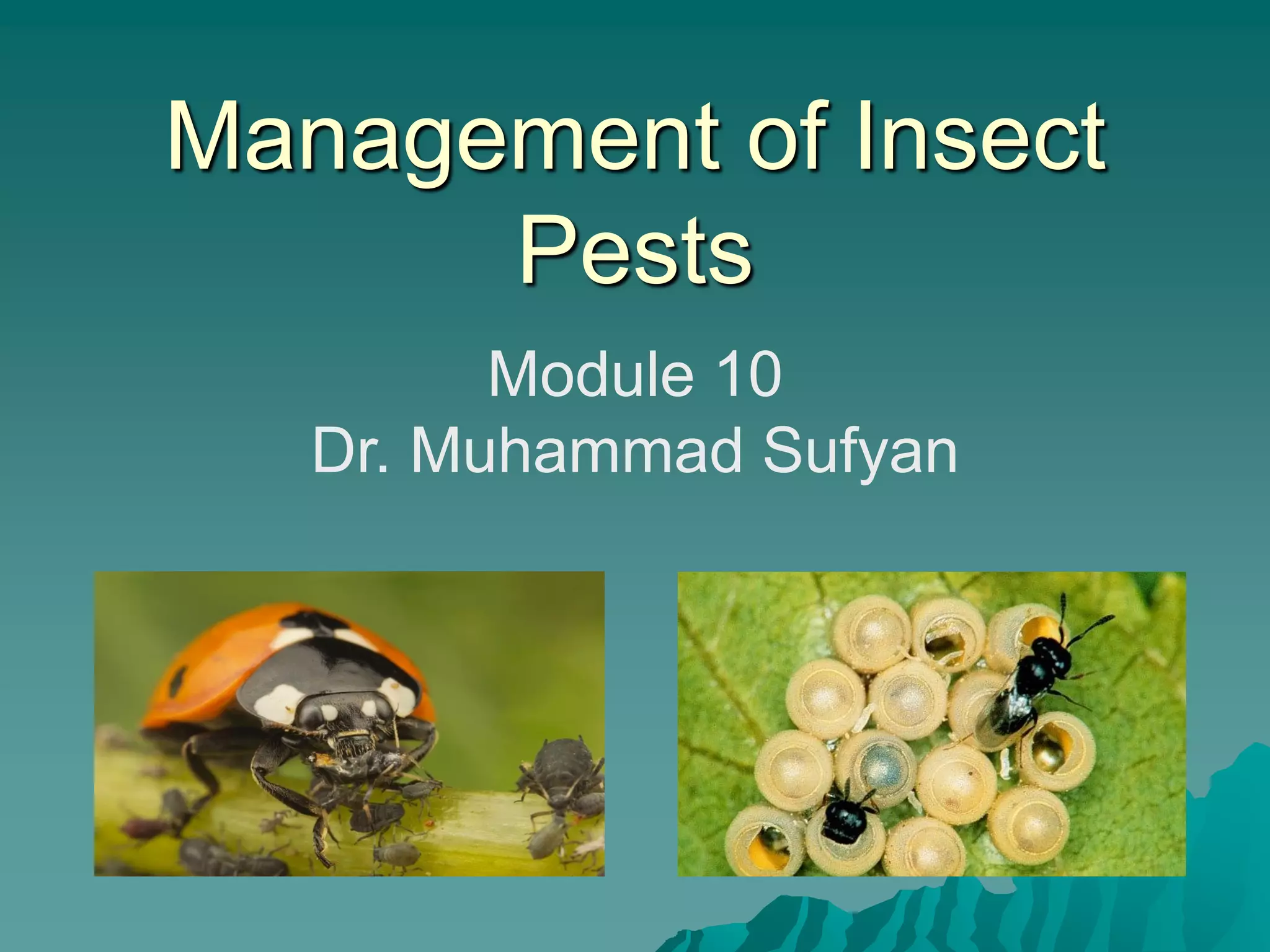 Insect Risk Management management of insect pest | PDF