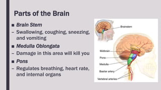 Parts of the Brain
■ Brain Stem
– Swallowing, coughing, sneezing,
and vomiting
■ Medulla Oblongata
– Damage in this area will kill you
■ Pons
– Regulates breathing, heart rate,
and internal organs
 