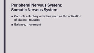 Peripheral Nervous System:
Somatic Nervous System
■ Controls voluntary activities such as the activation
of skeletal muscles
■ Balance, movement
 