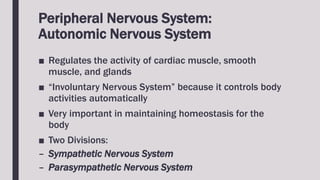 Peripheral Nervous System:
Autonomic Nervous System
■ Regulates the activity of cardiac muscle, smooth
muscle, and glands
■ “Involuntary Nervous System” because it controls body
activities automatically
■ Very important in maintaining homeostasis for the
body
■ Two Divisions:
– Sympathetic Nervous System
– Parasympathetic Nervous System
 
