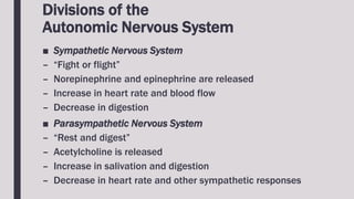 Divisions of the
Autonomic Nervous System
■ Sympathetic Nervous System
– “Fight or flight”
– Norepinephrine and epinephrine are released
– Increase in heart rate and blood flow
– Decrease in digestion
■ Parasympathetic Nervous System
– “Rest and digest”
– Acetylcholine is released
– Increase in salivation and digestion
– Decrease in heart rate and other sympathetic responses
 