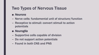 Two Types of Nervous Tissue
■ Neurons
– Nerve cells: fundamental unit of structure/function
– Receptive to stimuli: convert stimuli to action
potentials
■ Neuroglia
– Supportive cells capable of division
– Do not support action potentials
– Found in both CNS and PNS
 