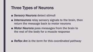 Three Types of Neurons
■ Sensory Neurons detect stimuli
■ Interneurons relay sensory signals to the brain, then
return the message back to motor neurons
■ Motor Neurons pass messages from the brain to
the rest of the body for a muscle response
■ Reflex Arc is the term for this coordinated pathway
 