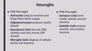Neuroglia
■ CNS Neuroglia
– Astrocytes cling to neurons and
bring them blood supply
– Oligodendrocytes produce myelin
sheath
– Ependymal Cells line the CNS
cavities and cilia moves CSF
around
– Microglia Cells dispose of cellular
debris and bacteria
■ PNS Neuroglia
– Schwann Cells form
myelin sheath around
neurons
– Satellite Cells protect,
nourish, and cushion
neurons
 