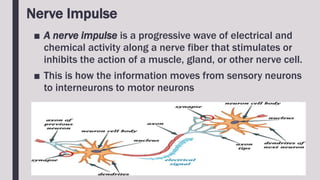 Nerve Impulse
■ A nerve impulse is a progressive wave of electrical and
chemical activity along a nerve fiber that stimulates or
inhibits the action of a muscle, gland, or other nerve cell.
■ This is how the information moves from sensory neurons
to interneurons to motor neurons
 