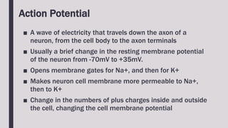 Action Potential
■ A wave of electricity that travels down the axon of a
neuron, from the cell body to the axon terminals
■ Usually a brief change in the resting membrane potential
of the neuron from -70mV to +35mV.
■ Opens membrane gates for Na+, and then for K+
■ Makes neuron cell membrane more permeable to Na+,
then to K+
■ Change in the numbers of plus charges inside and outside
the cell, changing the cell membrane potential
 