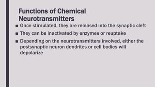 Functions of Chemical
Neurotransmitters
■ Once stimulated, they are released into the synaptic cleft
■ They can be inactivated by enzymes or reuptake
■ Depending on the neurotransmitters involved, either the
postsynaptic neuron dendrites or cell bodies will
depolarize
 