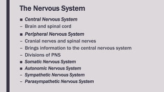 The Nervous System
■ Central Nervous System
– Brain and spinal cord
■ Peripheral Nervous System
– Cranial nerves and spinal nerves
– Brings information to the central nervous system
– Divisions of PNS
■ Somatic Nervous System
■ Autonomic Nervous System
– Sympathetic Nervous System
– Parasympathetic Nervous System
 