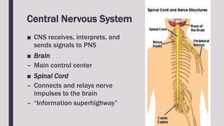 Central Nervous System
■ CNS receives, interprets, and
sends signals to PNS
■ Brain
– Main control center
■ Spinal Cord
– Connects and relays nerve
impulses to the brain
– “Information superhighway”
 