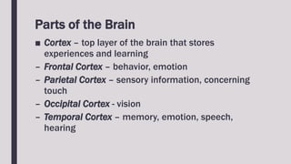 Parts of the Brain
■ Cortex – top layer of the brain that stores
experiences and learning
– Frontal Cortex – behavior, emotion
– Parietal Cortex – sensory information, concerning
touch
– Occipital Cortex - vision
– Temporal Cortex – memory, emotion, speech,
hearing
 