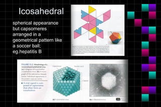 Module 10a   virology