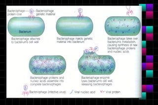Module 10a   virology