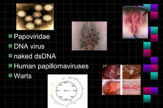 Module 10a   virology