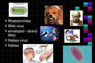 Module 10a   virology