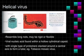 Helical virus




 -Resemble long rods, may be rigid or flexible
 -Viral nucleic acid found within a hollow cylindrical capsid.
 -with single type of protomers stacked around a central
 axis to form a tube; eg. Tobacco mosaic virus.
 