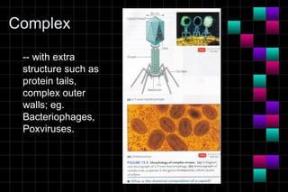 Complex

 -- with extra
 structure such as
 protein tails,
 complex outer
 walls; eg.
 Bacteriophages,
 Poxviruses.
 