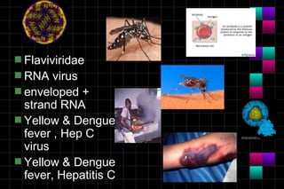 s Flaviviridae
s RNA   virus
s enveloped +
  strand RNA
s Yellow & Dengue
  fever , Hep C
  virus
s Yellow & Dengue
  fever, Hepatitis C
 