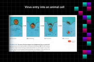 Virus entry into an animal cell
 