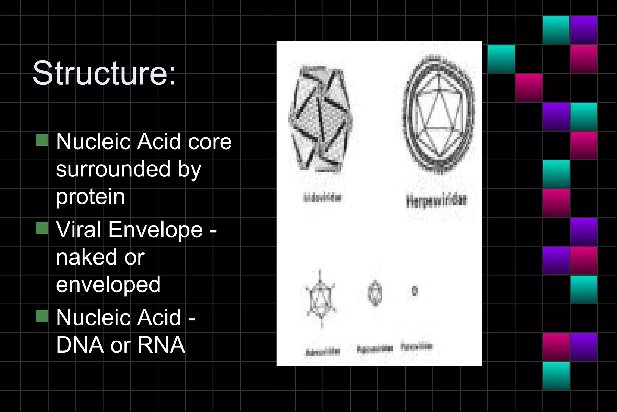 Structure:
s   Nucleic Acid core
    surrounded by
    protein
s   Viral Envelope -
    naked or
    enveloped
s   Nucleic Acid -
    DNA or RNA
 