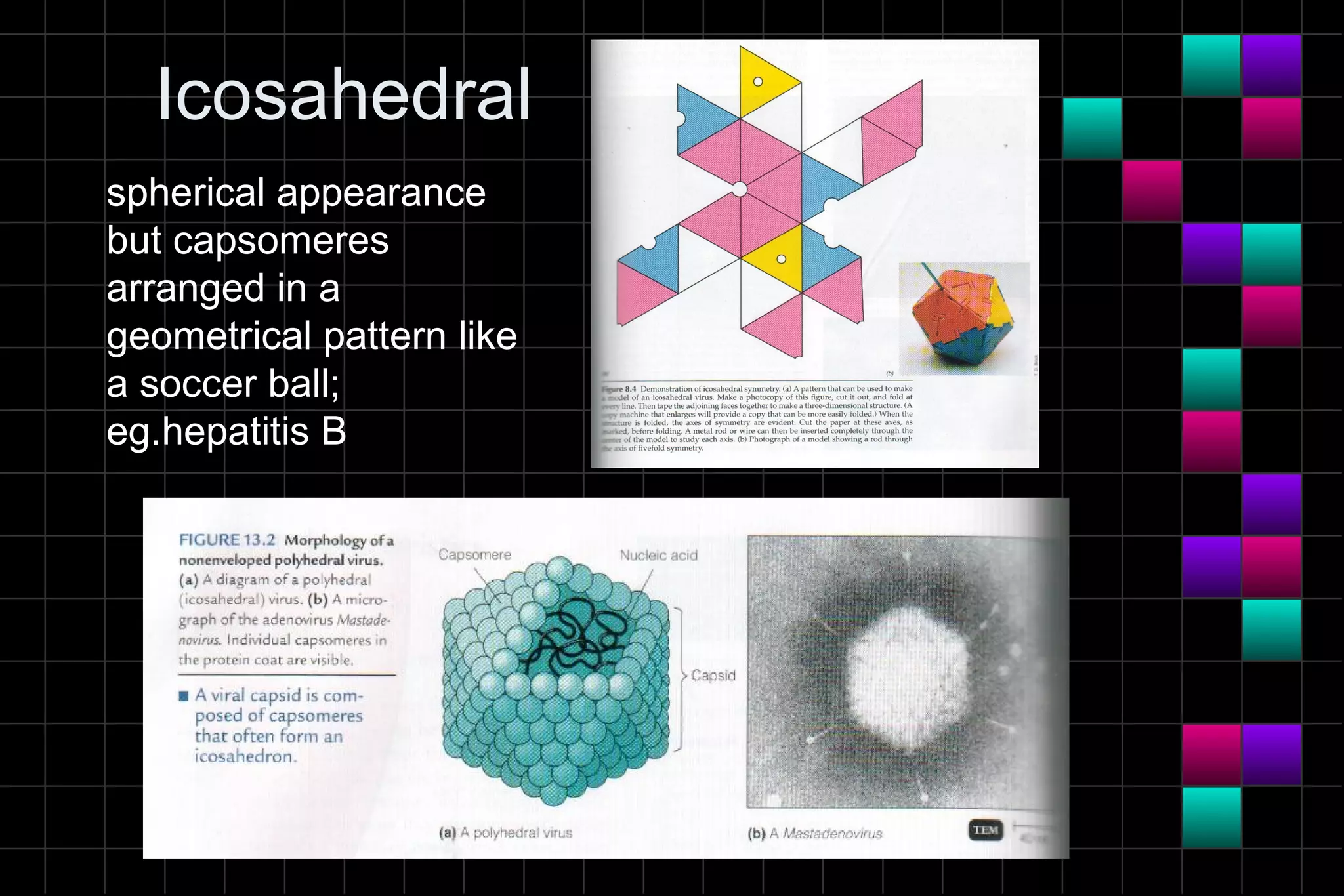 Icosahedral
spherical appearance
but capsomeres
arranged in a
geometrical pattern like
a soccer ball;
eg.hepatitis B
 
