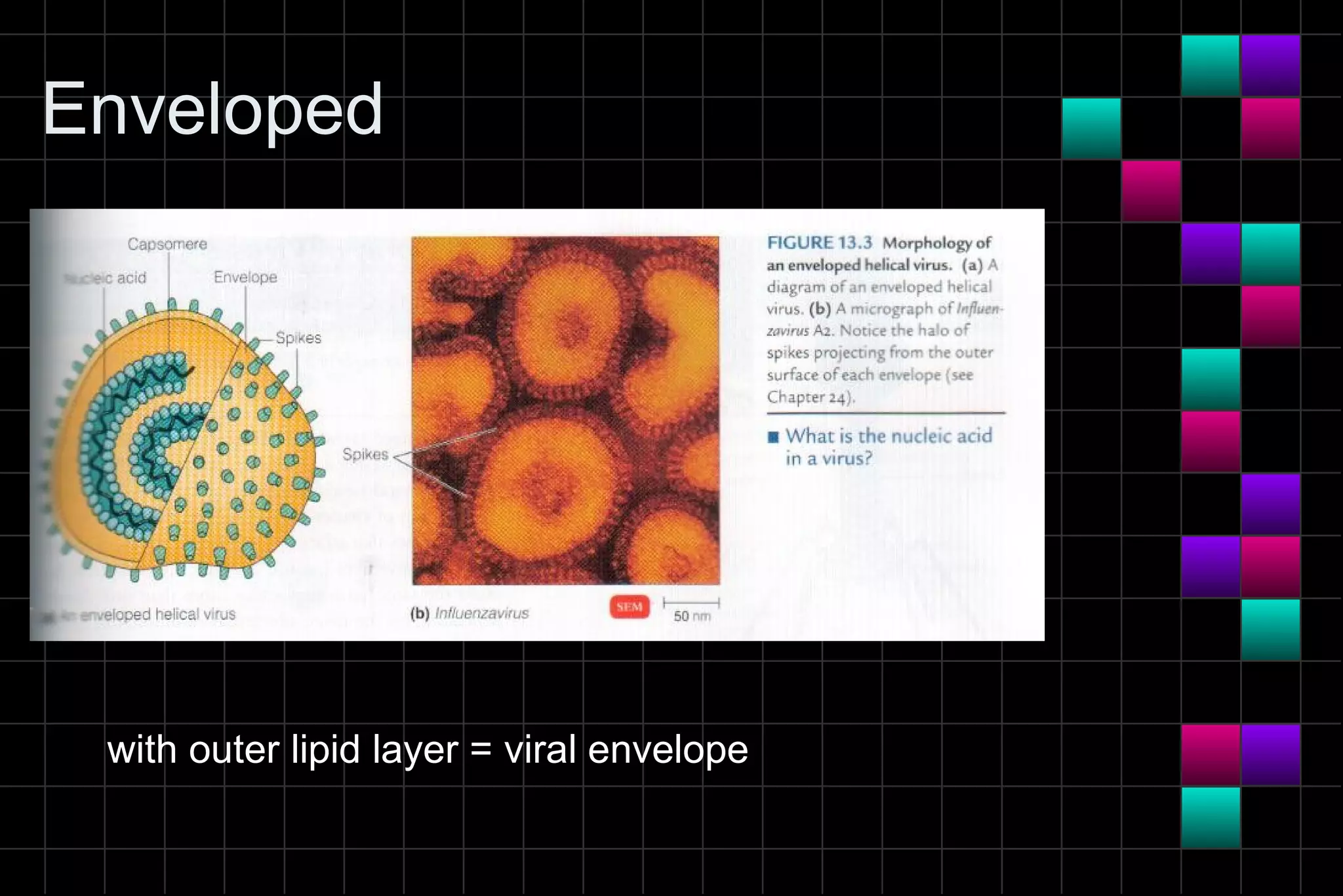 Enveloped




 with outer lipid layer = viral envelope
 