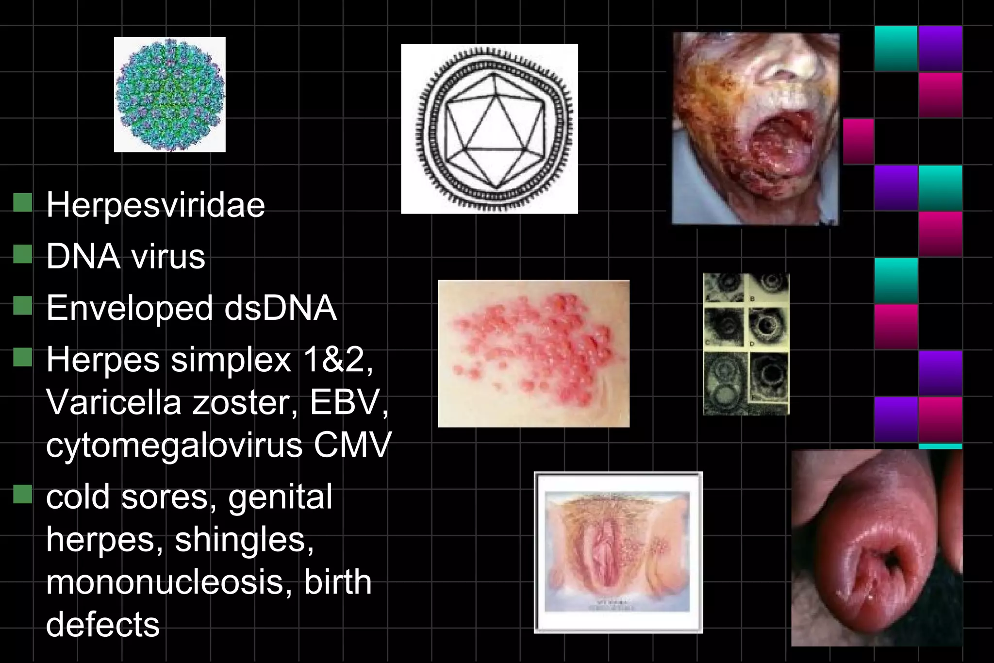 s   Herpesviridae
s   DNA virus
s   Enveloped dsDNA
s   Herpes simplex 1&2,
    Varicella zoster, EBV,
    cytomegalovirus CMV
s   cold sores, genital
    herpes, shingles,
    mononucleosis, birth
    defects
 