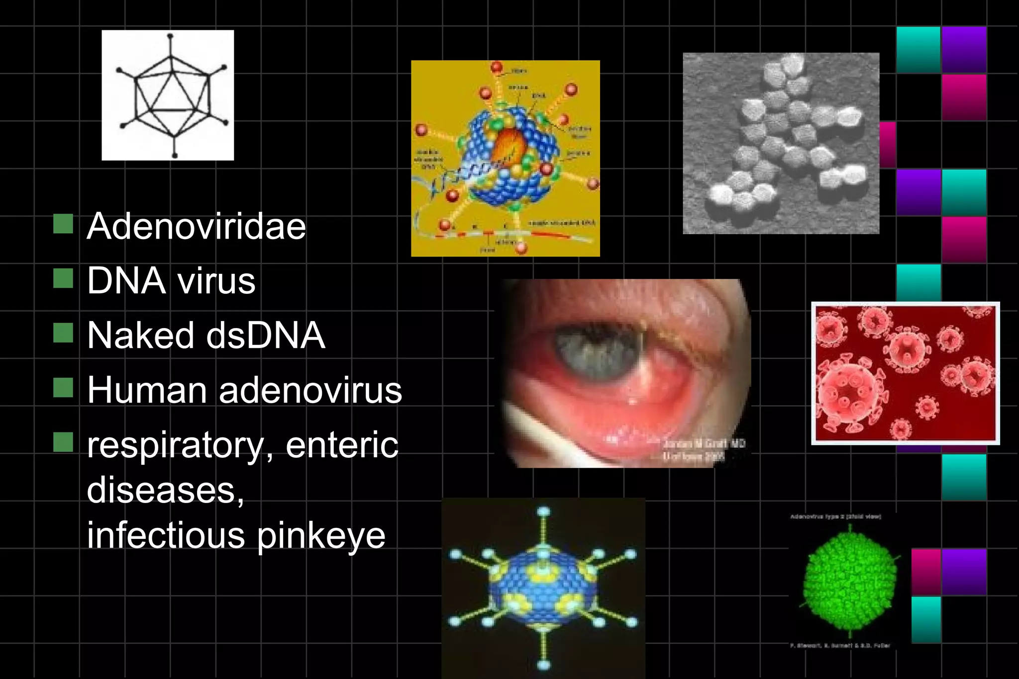 s   Adenoviridae
s   DNA virus
s   Naked dsDNA
s   Human adenovirus
s   respiratory, enteric
    diseases,
    infectious pinkeye
 