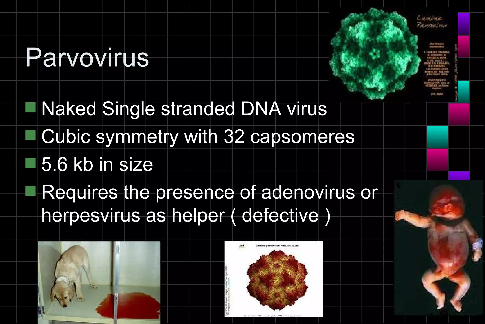 Parvovirus
s Naked Single stranded DNA virus
s Cubic symmetry with 32 capsomeres
s 5.6 kb in size
s Requires the presence of adenovirus or
  herpesvirus as helper ( defective )
 
