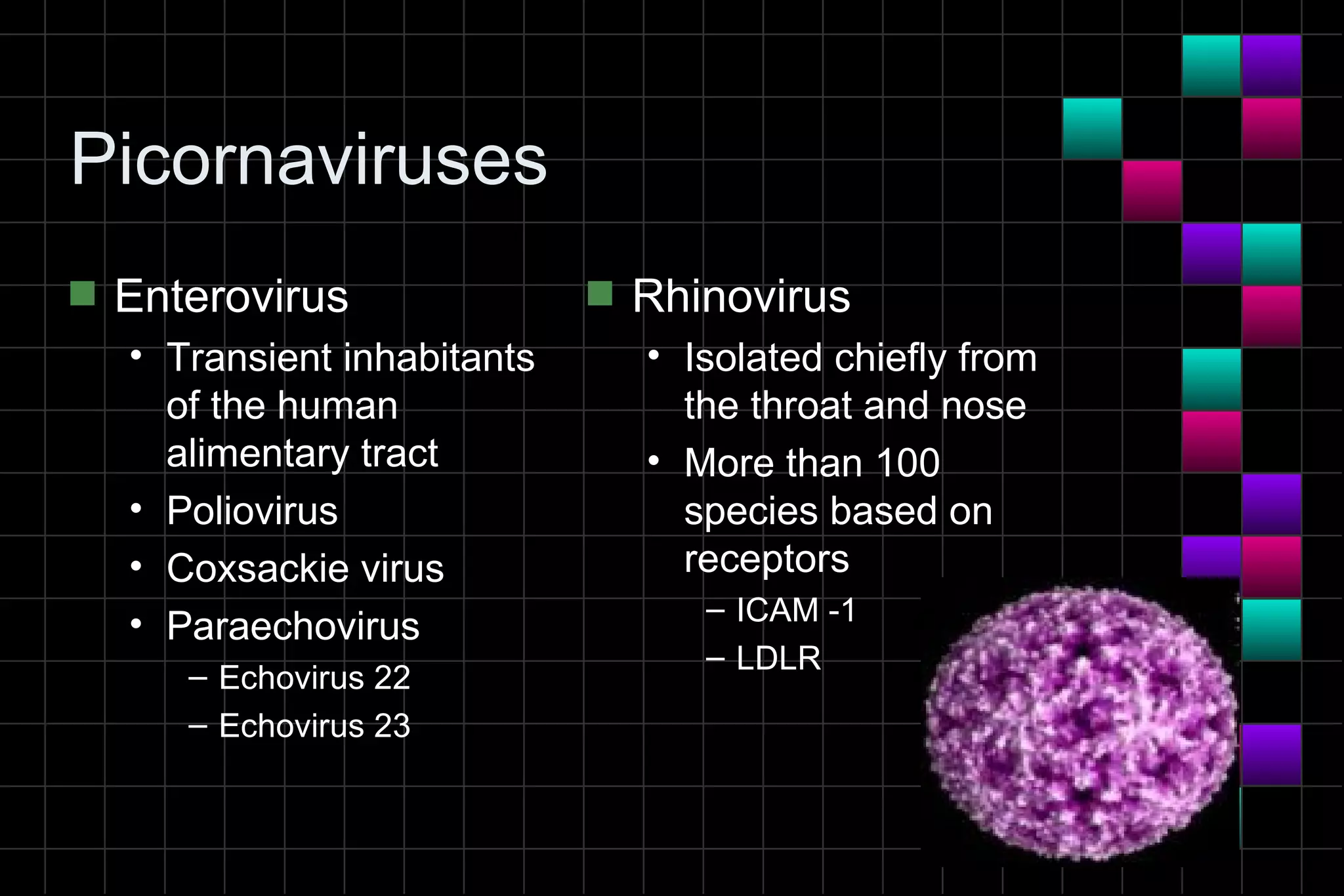 Picornaviruses
s   Enterovirus               s   Rhinovirus
    • Transient inhabitants       • Isolated chiefly from
      of the human                  the throat and nose
      alimentary tract            • More than 100
    • Poliovirus                    species based on
    • Coxsackie virus               receptors
                                     – ICAM -1
    • Paraechovirus
                                     – LDLR
       – Echovirus 22
       – Echovirus 23
 